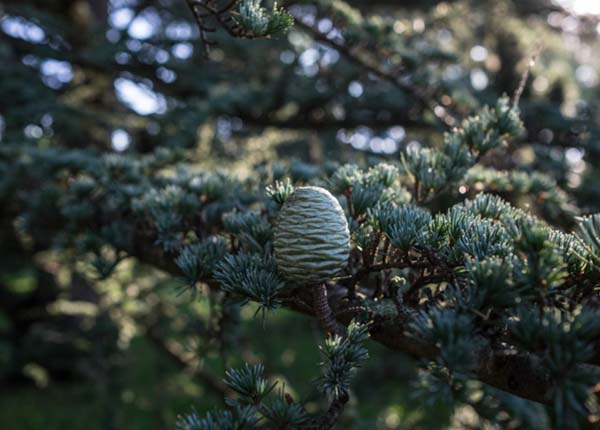 Conifer-Collection-1
