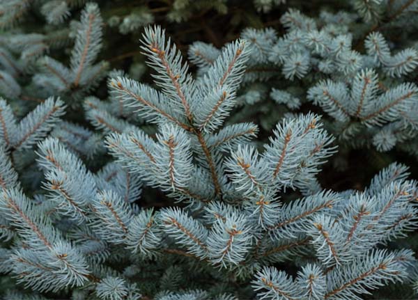 Conifer-Collection-3
