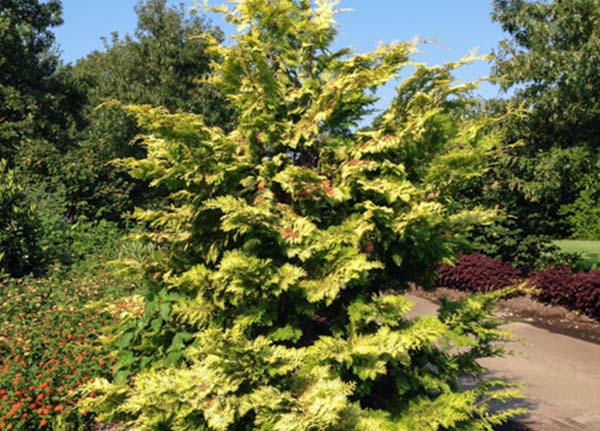 Conifer-Collection-4