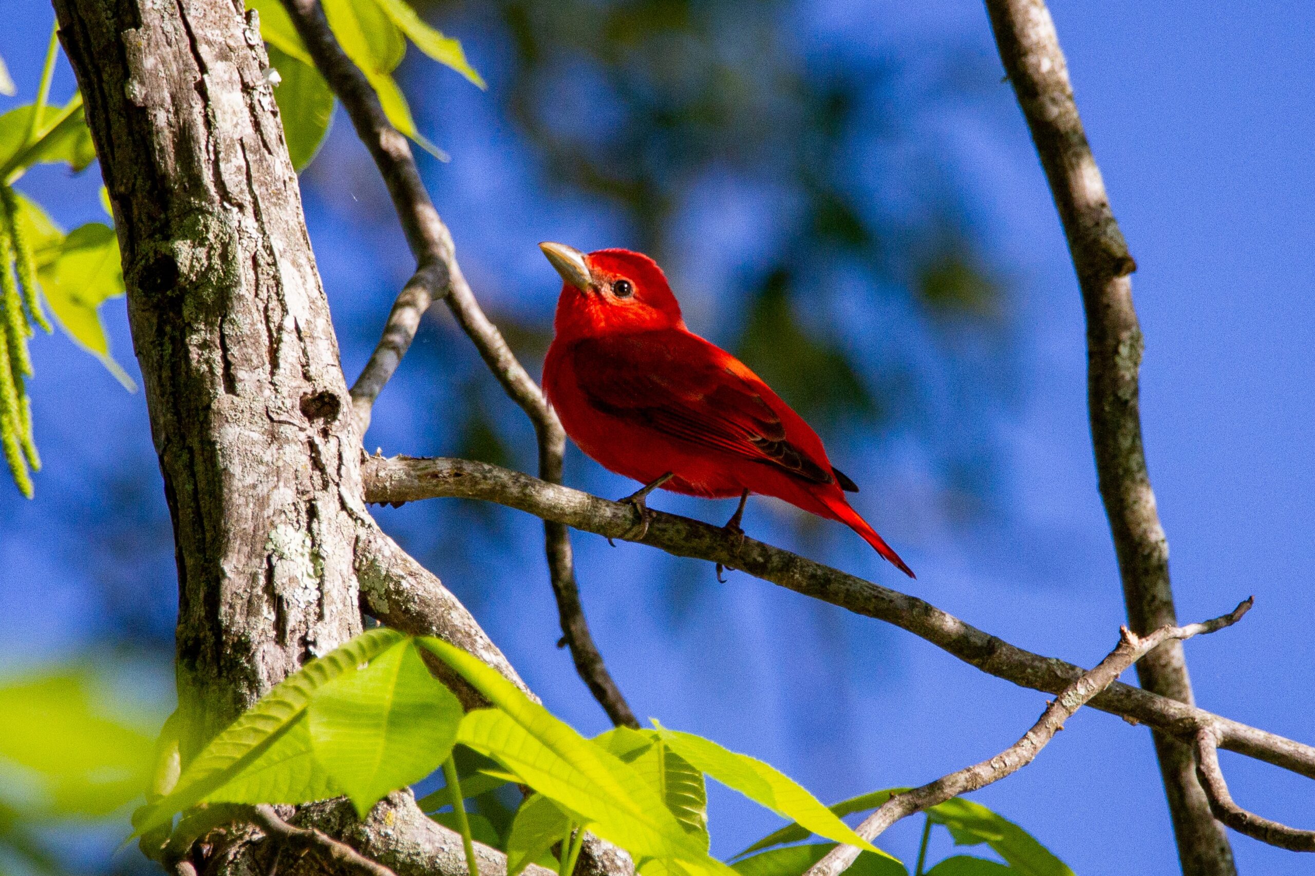 2024 Great Backyard Bird Count at the Garden Memphis Botanic Garden